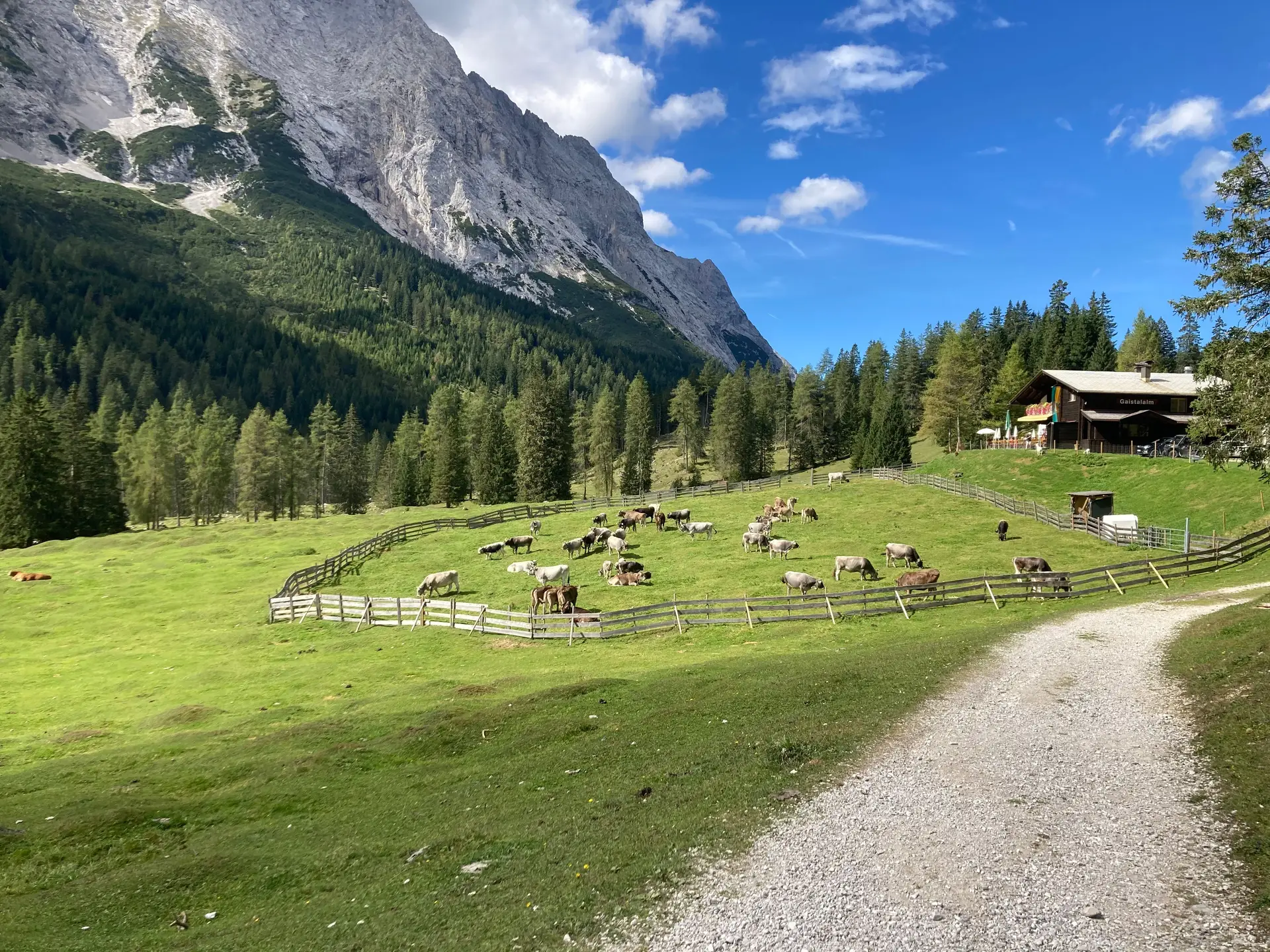 Kühe auf einer Almwiese vor einer Berghütte